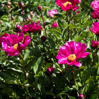 Paeonia lactiflora Svarte Petter, Luktpion, SQ3