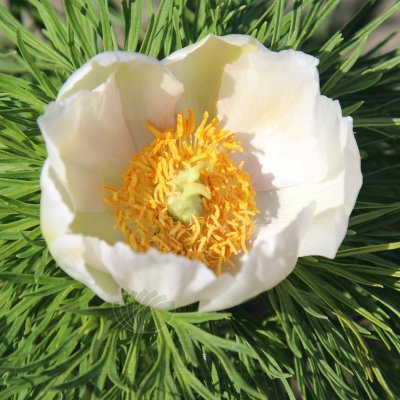 Paeonia tenuifolia Alba