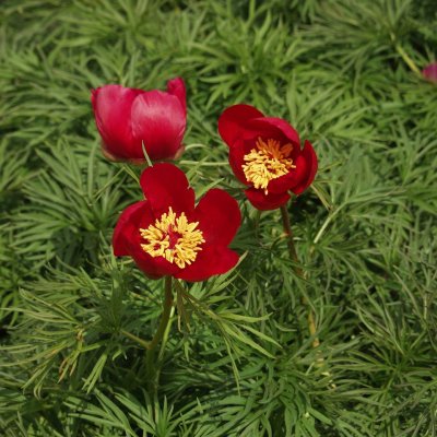 Paeonia tenuifolia, Dillpion, barrot 2/3 ögon