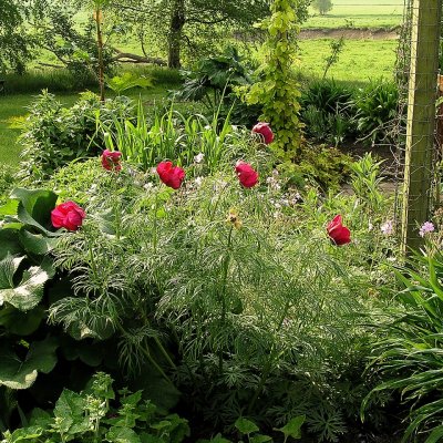 Paeonia tenuifolia, Dillpion, barrot 2/3 ögon