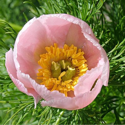 Paeonia tenuifolia Rosea, Dillpion, (höstleverans)