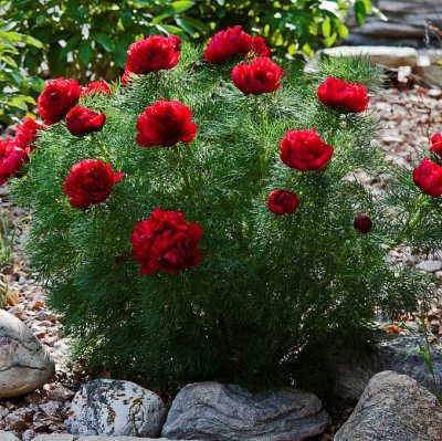 Paeonia tenuifolia Plena, Dillpion, C3