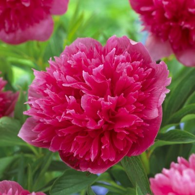 Paeonia x festiva Rosea Plena, Bondpion, Bergpion, (höstleverans)