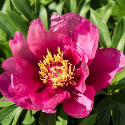 Paeonia itoh hybr. Yankee Doodle Dandy, Itoh Pion, barrot 3/5 ögon