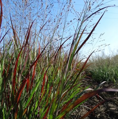 Panicum virgatum Sangria