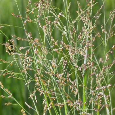 Panicum virgatum Heavy Metal, Jungfruhirs, SQ1