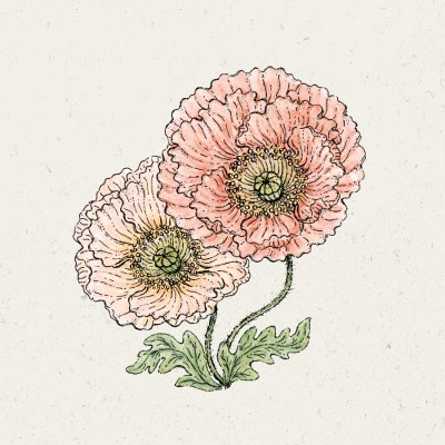 Vallmo, Isländsk, Colibri Rosa Chiaro Pastello