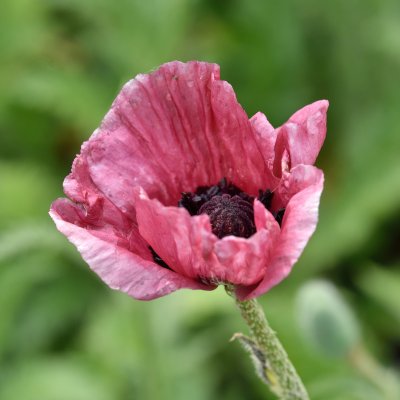 Papaver orientale Royal Chocolate Distinction, Jättevallmo, P9cm
