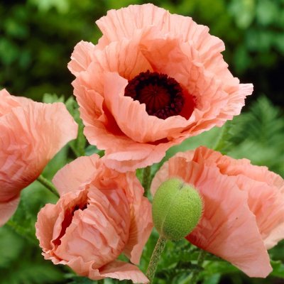 Papaver orientale Helen Elizabeth, Jättevallmo, C11cm