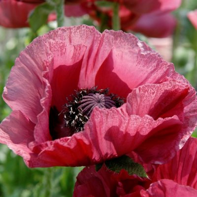 Papaver orientale Marlene, Jättevallmo