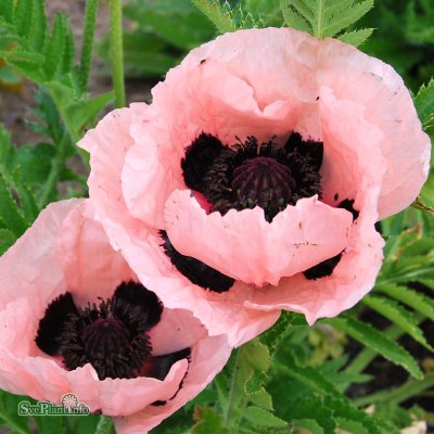 Papaver orientale Königin Alexandra, Jättevallmo, C11cm