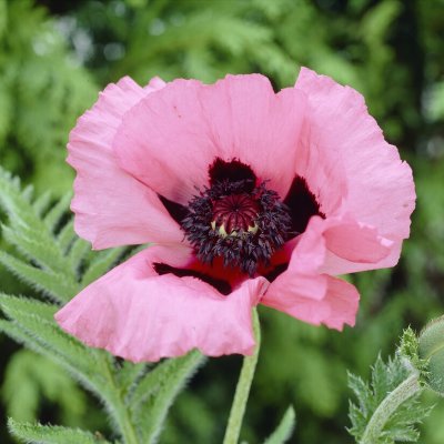 Papaver orientale Raspberry Queen, Jättevallmo