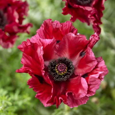 Papaver orientale Red Rumble, Jättevallmo