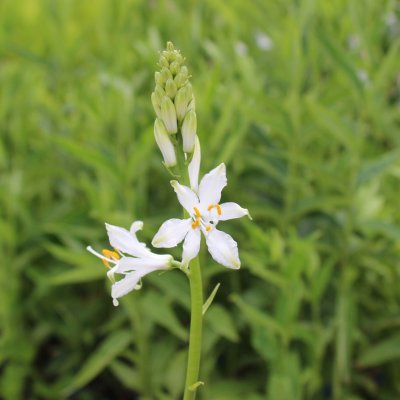 Paradisea lusitanica, Stor Paradislilja, P9cm