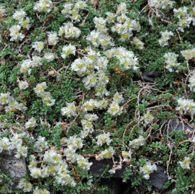 Paronychia kapela ssp. serpyllifolia, Prasselört, C11cm