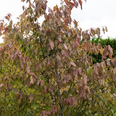 Parrotia persica Vanessa