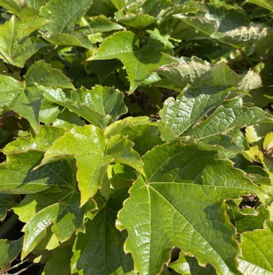 Parthenocissus tricuspidata Robusta