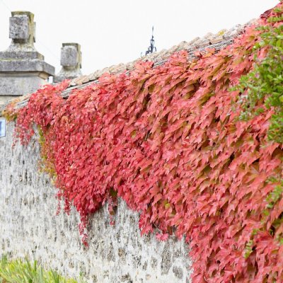 Parthenocissus tricuspidata Purpurea, Rådhusvin, 80-100 C2