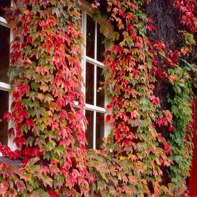 Parthenocissus tricuspidata Veitchii, Rådhusvin