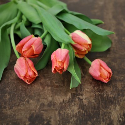 Tulpan Mix Apricot Dream 30st