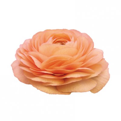 Italiensk Ranunkel Elegance ® Salmone 10st