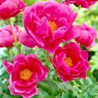 Paeonia lactiflora Paula Fay