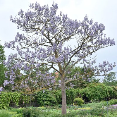 Paulownia tomentosa, Kejsarträd, 60-80 C4