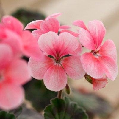 Miniatyrpelargon Peace, kruka