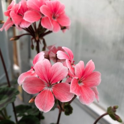 Miniatyrpelargon Peace, kruka