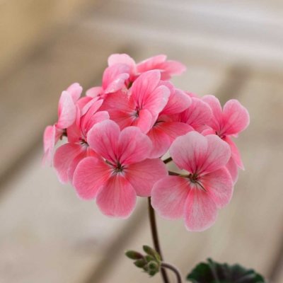 Miniatyrpelargon Peace, kruka