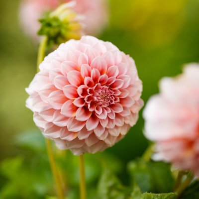 Dahlia Dekorativ Peaches 1st