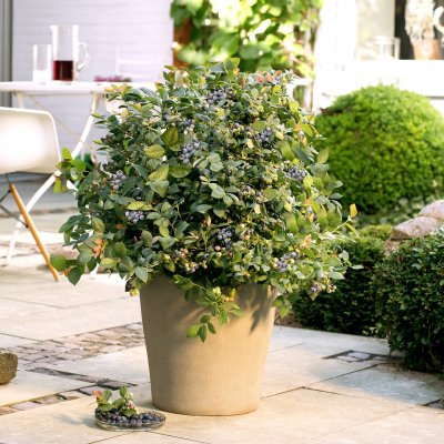 Vaccinium corymbosum BrazelBerry ® Pink Breeze ®, Blåbär/Krukblåbär, 25-30 C4,5