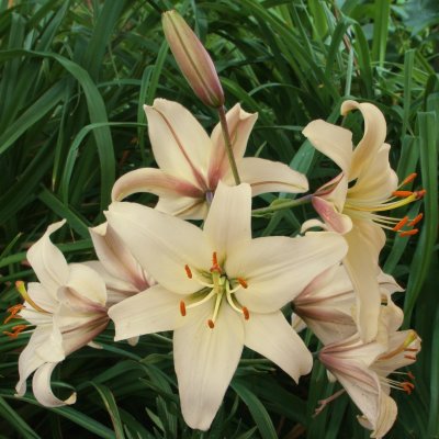 Asiatisk Lilja Pearl Frances 3st