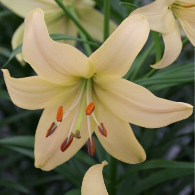 Asiatisk Lilja Pearl Frances 3st