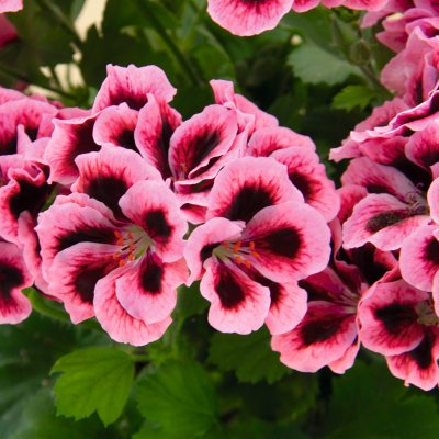 Pelargonium Novita ® Classic Salmon Black Eye