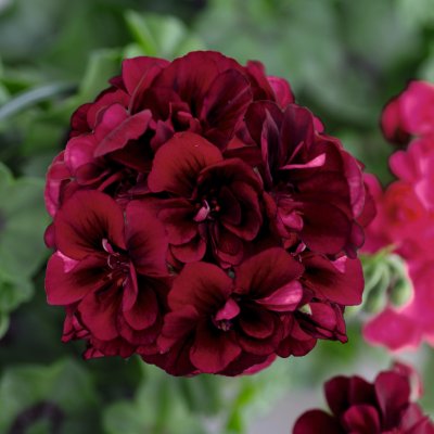 Pelargonium peltatum Royal Night