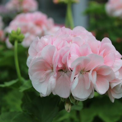 Mårbackapelargon, kruka, Äkta