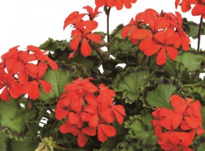 Pelargon Distinction