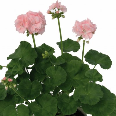 Pelargonium x hortorum Mårbacka