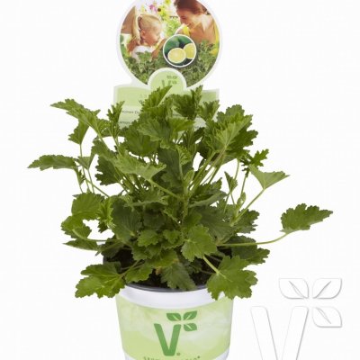 Doftpelargon Grandeur Odorata Lemon, kruka