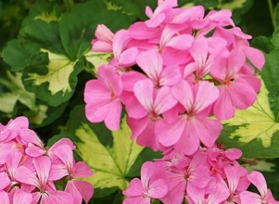 Pelargon Happy Thought Pink
