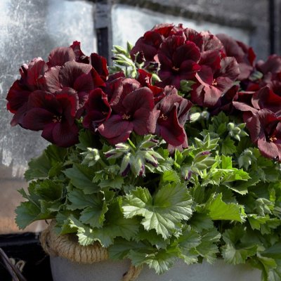 Pelargonium grandiflorum Elegance Schoko ®
