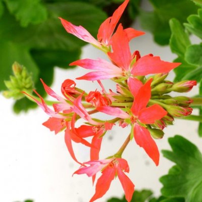 Stjärnpelargon, kruka, 'Fireworks Bicolor'