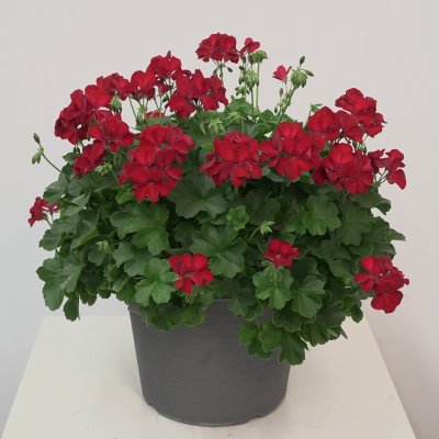 Hängpelargon Marcada Dark Red, stickling 3-pack