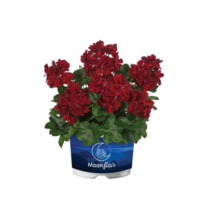 Pelargonium peltatum Moonflair Burgundy impr. ®