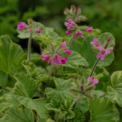 Doftpelargon Pink Capricorn (Pink Capitatum), kruka