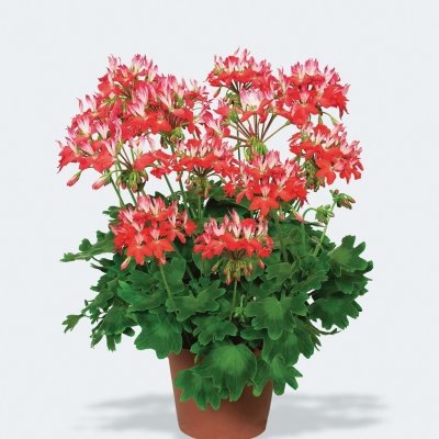 Stjärnpelargon Fireworks Red/White, kruka