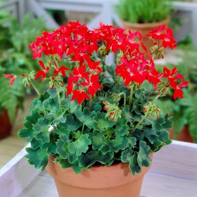 Stjärnpelargon Fireworks Scarlet, kruka