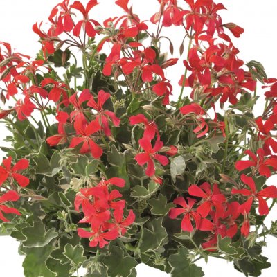 Pelargonium peltatum Evka Rood ®