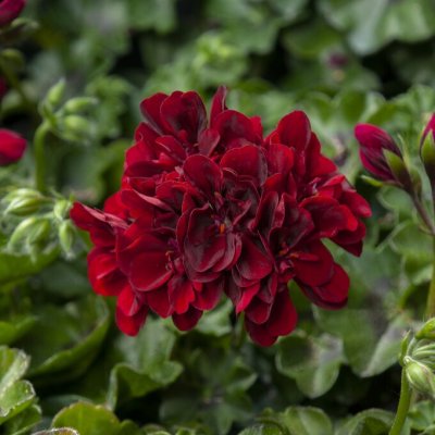 Pelargonium peltatum Moonflair Burgundy impr. ®